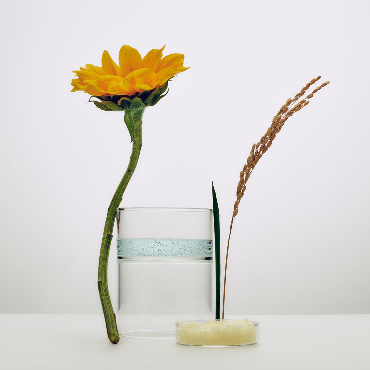 SerumStick-Aug26-Ppage-Ingredients_8582b2f0-2f67-4b23-b951-5637ba4d08ba.jpg